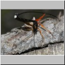 Dolichomitus messor - Schlupfwespe w01d 32mm - OS-Hasbergen Holzlagerplatz auf Eiche det06.jpg